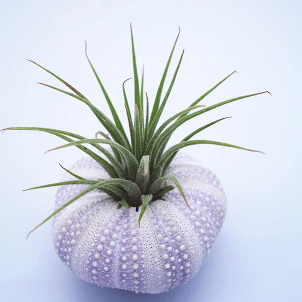 6 шт. натуральная раковина горшок для еждя ракушки ручной орнамент декор