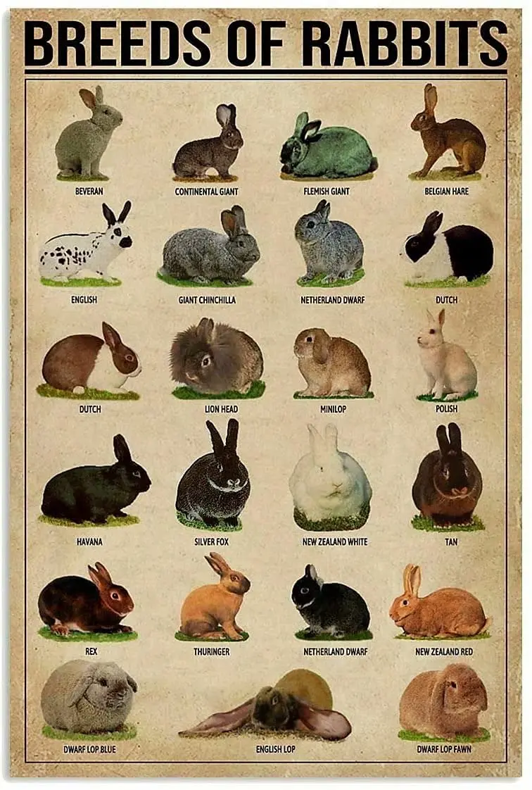 

Rabbit Knowledge Retro Metal Tin Sign Breeds Of Rabbits Printing Poster School Home Education Living Room Bathroom Kitchen Art W