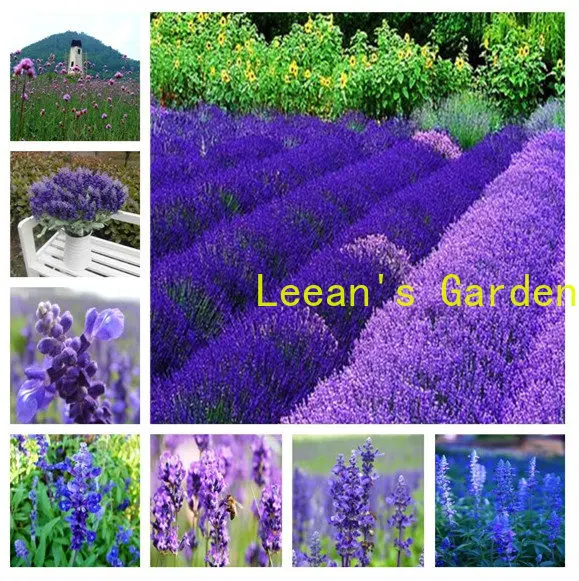 

Цветок с ароматом лаванды 100 шт. SS Бесплатная доставка