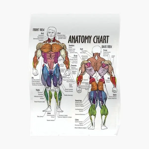 

Anatomy Chart Muscle Diagram Poster Room Decoration Wall Funny Print Vintage Modern Mural Home Picture Painting Decor No Frame