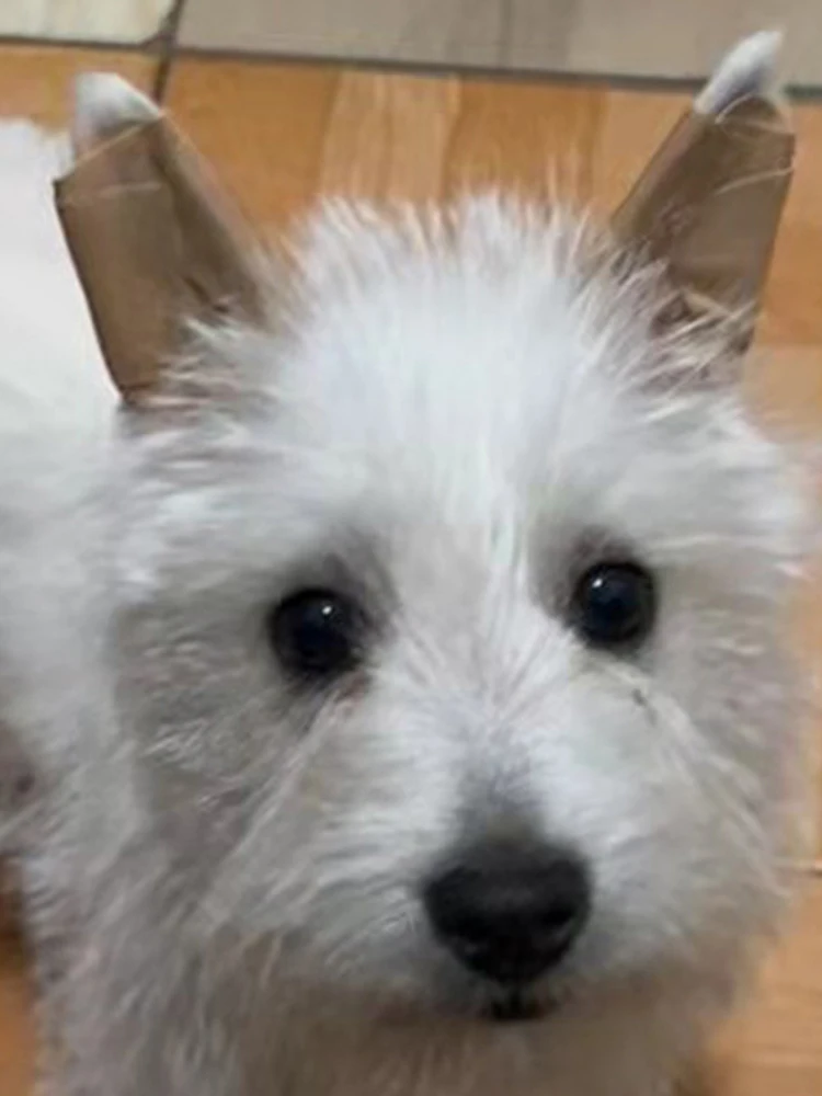 Практичная Поддержка Ушей Для Собак Пластырь С Молоком Кальциями И Травами