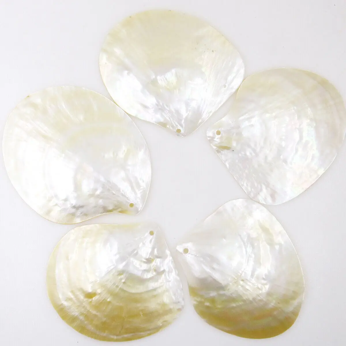

5 PCS 65mm-80mm Shell Natural Light Golden Mother of Pearl Collectibles