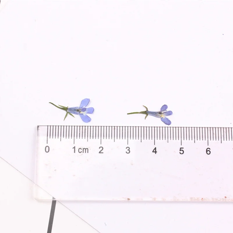 Сушеный цветок Лю били сушеный прессованный сделай сам клей ручной работы