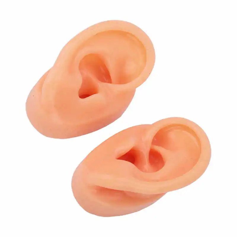 

Teaching Ear Model Ear Model Simulated for Doctors for Store