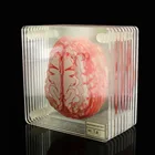 Набор подставок для образцов мозга, 3d-элементы головного мозга, квадратные акриловые Стеклянные Подставки, пьяные ученые, подарок