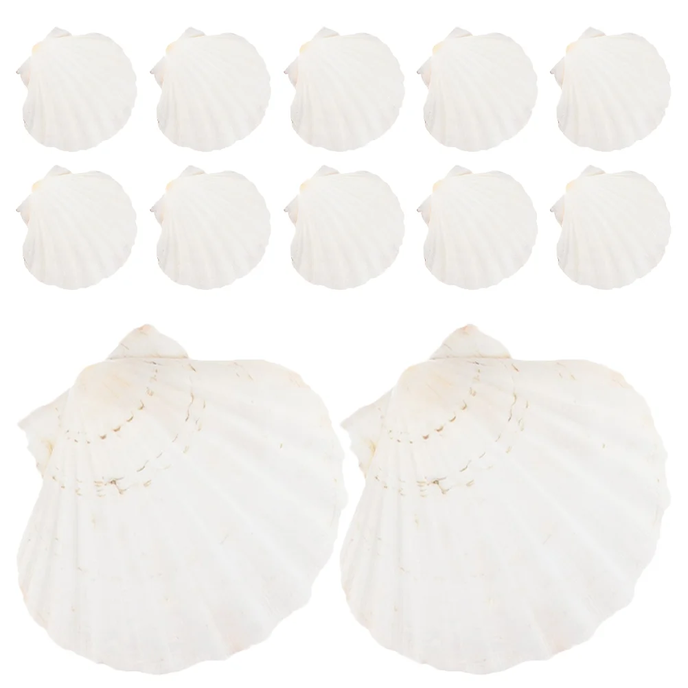 

12 Pcs Embellishments Crafting Beach Seashells Craft Sea Shells Trinket Tray Jewelry Tray