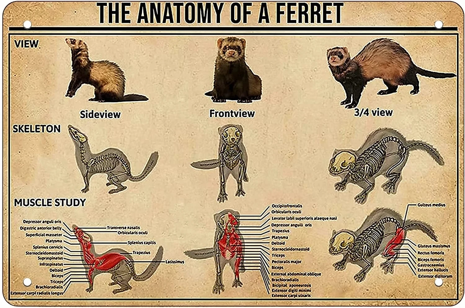 

Retro Funny Metal Sign Sheet Signs Tin Sign,Ferret Anatomy Popular Science Knowledge Outdoor Home Wall Decoration, Size:8 x 12