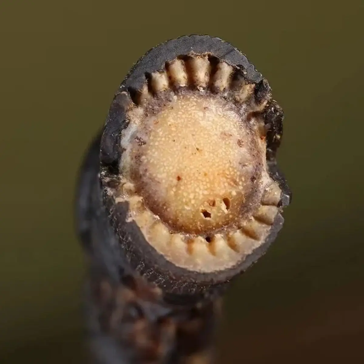 Natural Tibetan Hoh Xil Sheep Horn Whole Ornaments Collection A Pair Of Reflux Old Materials Full Corner High-Grade Gifts