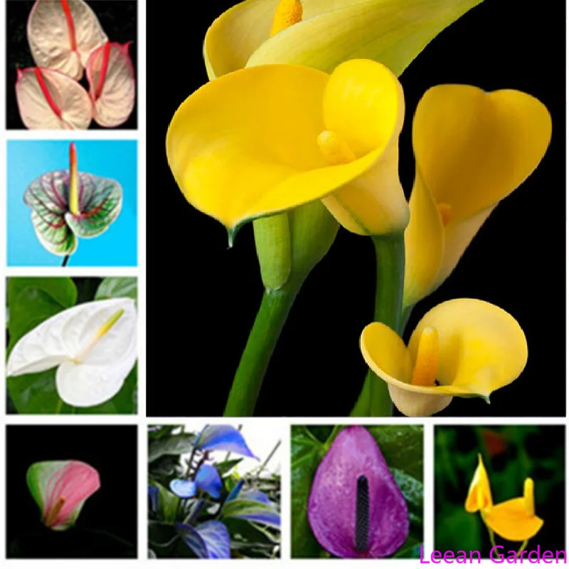 

100 шт. Калла Лилия медные деньги трава антуриум