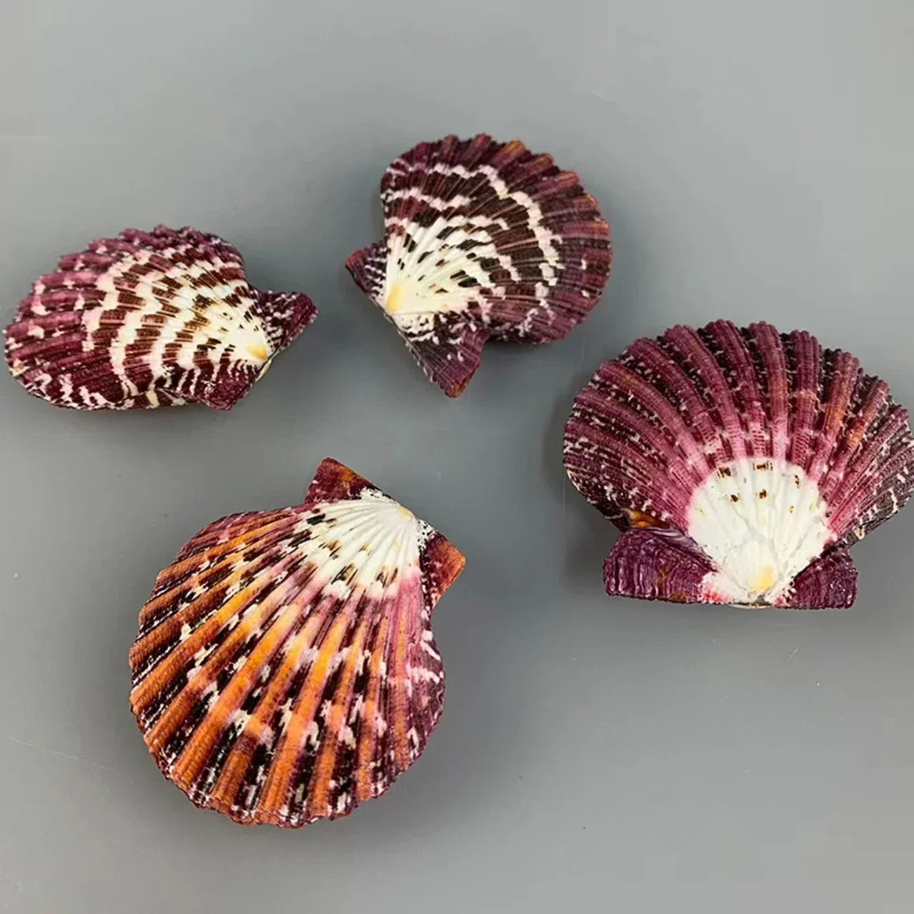 Натуральная маленькая ракушка цвет гребешок масляная живопись фото реквизит