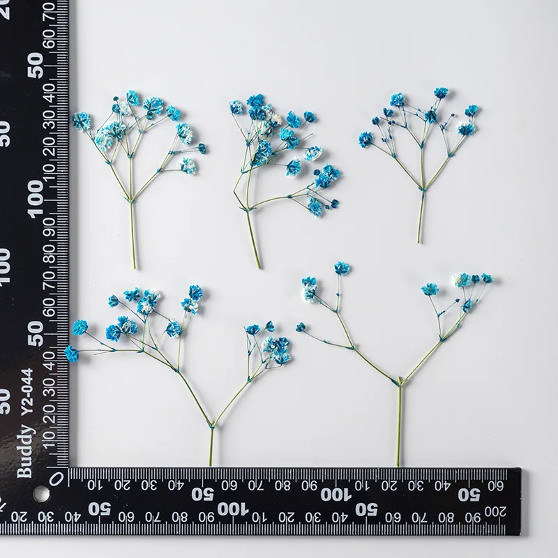 

Сухие цветы гипсофилы 24 шт.