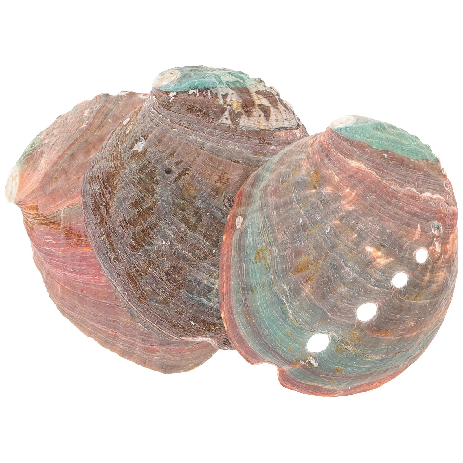 

3 Pcs Abalone Shell Smudging Smudge Bowl Stick Holder Fish Tank Kit Suite Offering Natural Decor