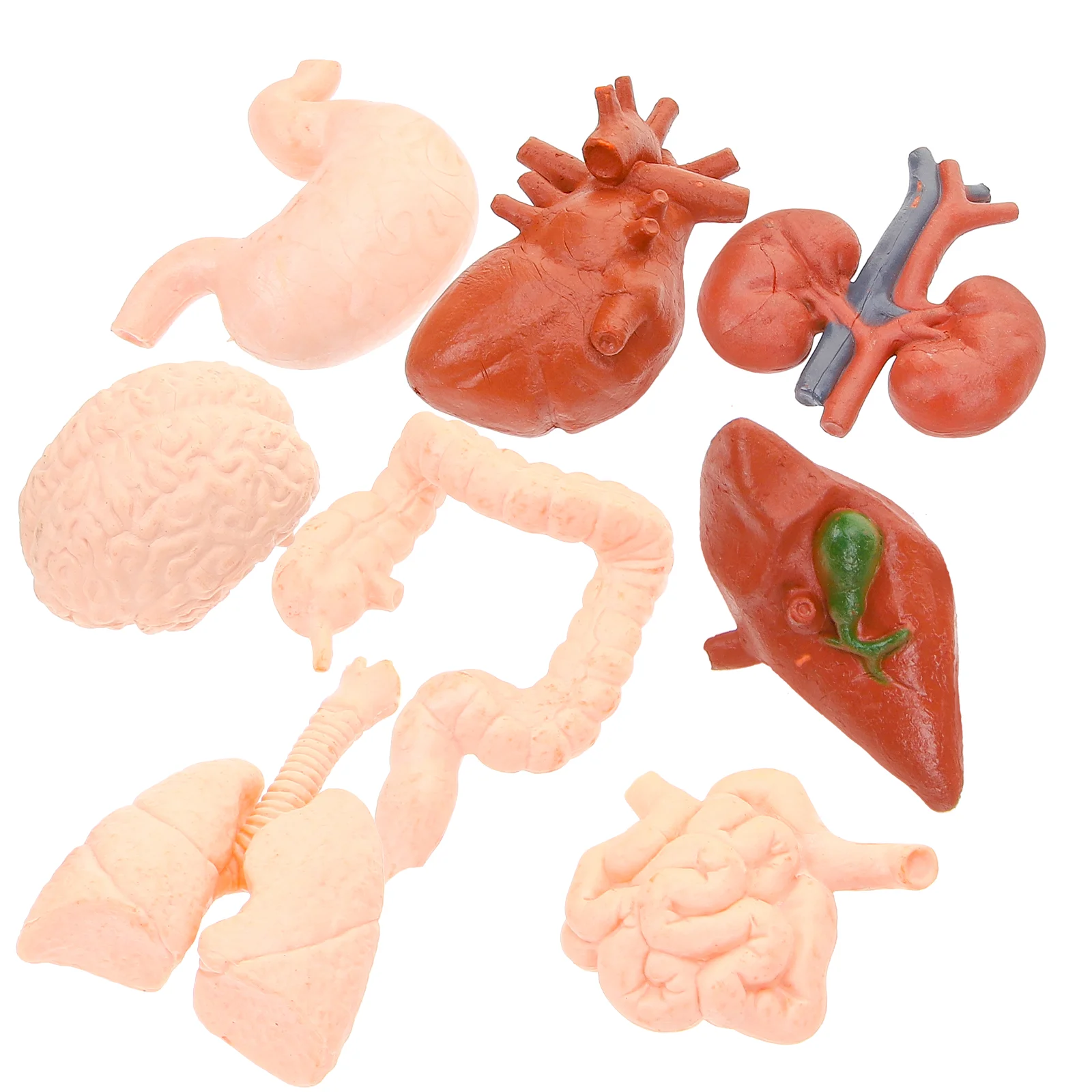 

8 Pcs Human Organ Model Specimen Student Teaching Mannequin Realistic Props Tool Pvc Artificial