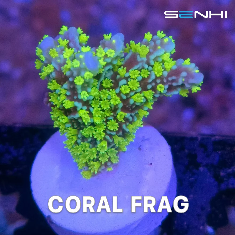 

SENHI frag Saltwater coral tank special Anemone LPS SPS Coral FRAG Ceramics Fire T-type Root Coral Breeding Base 20mm Disc