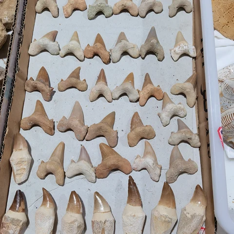 Кристалл акулы Мегалодон MIRONGSJ