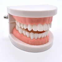dental fake teeth model dentist student model for teaching dentistry material dentist tools dental lab model