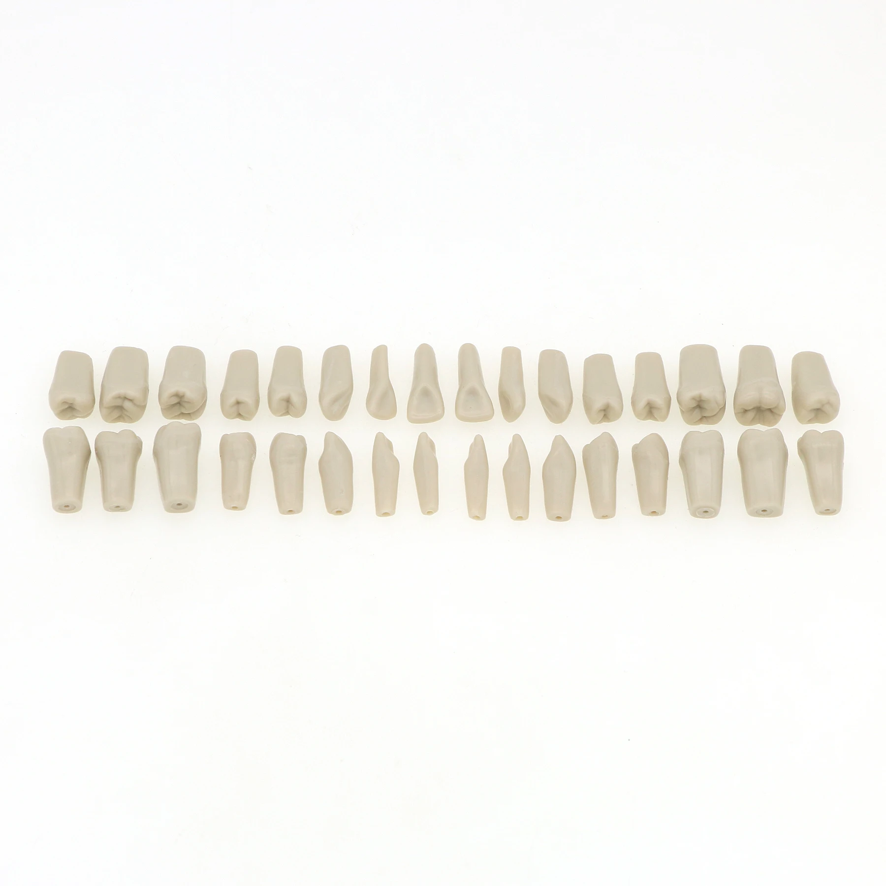 Columbia 860 Type Dental Typodont Teeth Model Soft Gingiva 32pcs Removable Teeth images - 6