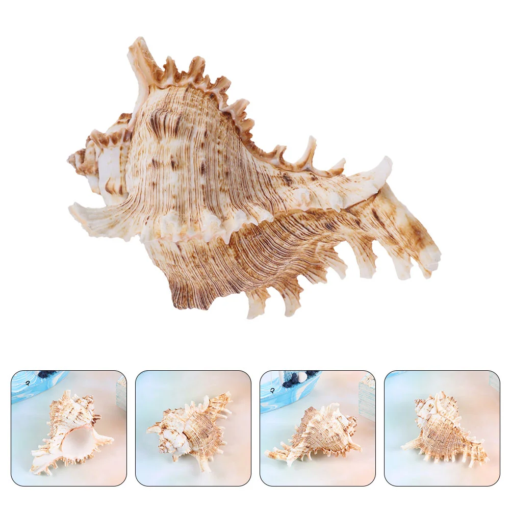 

Conch Sea Shell Shells Ornament Beach Aquarium Natural Ocean Tank Rocks Fish Decor Nautical Seashell Seashells Decoration