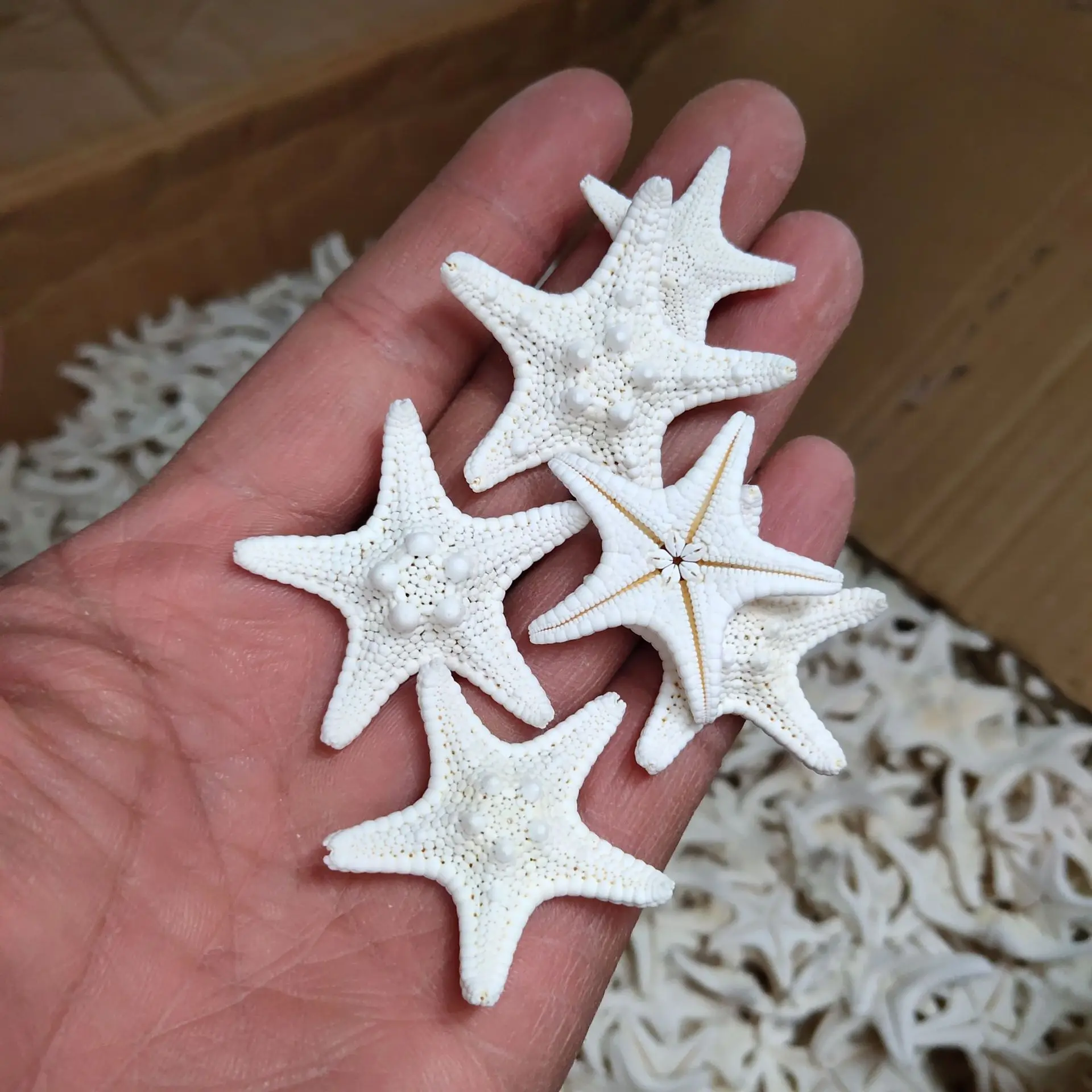 

Мини раковины Средиземноморье