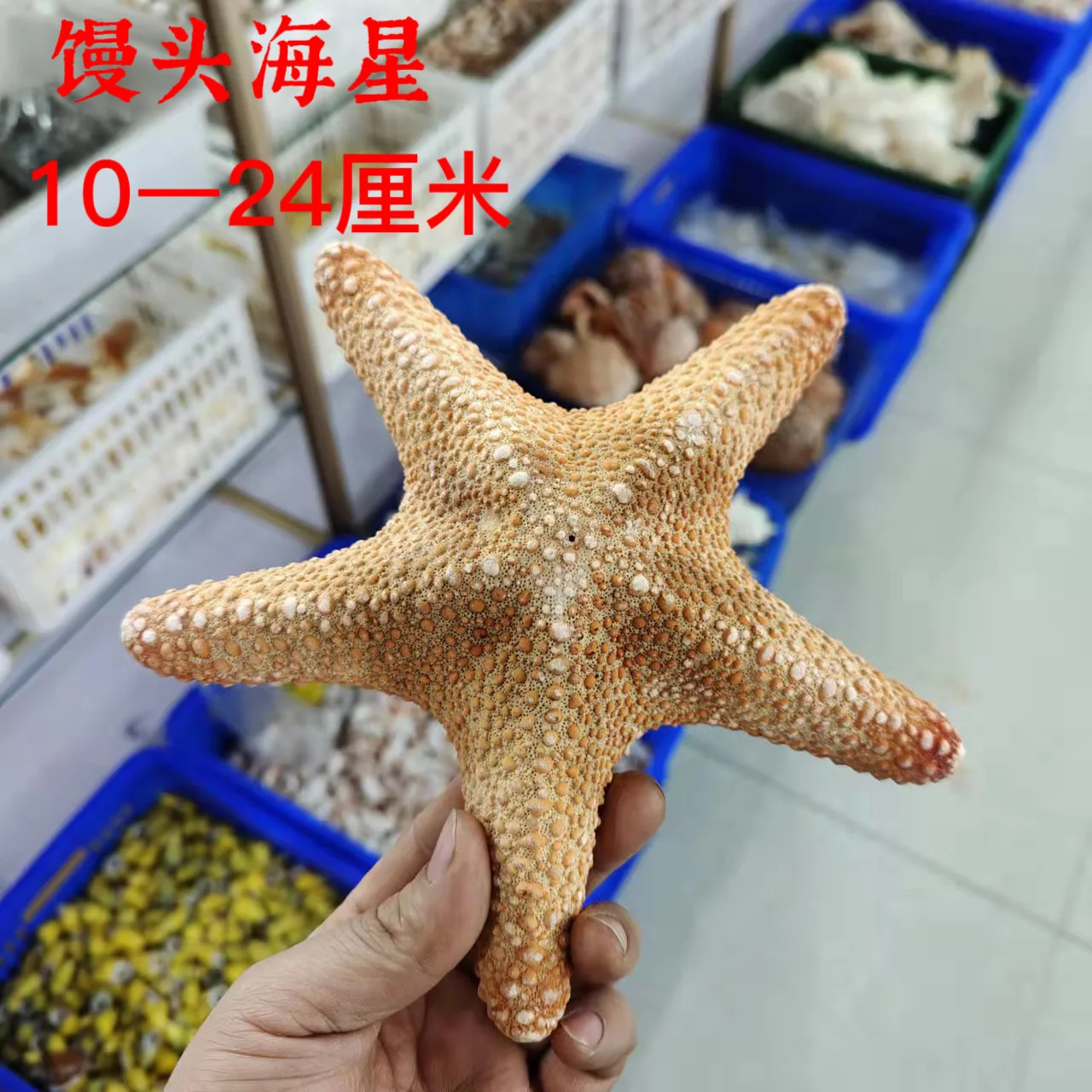 Большой хлеб морская звезда натуральная ракушка аквариум ландшафтные оконные