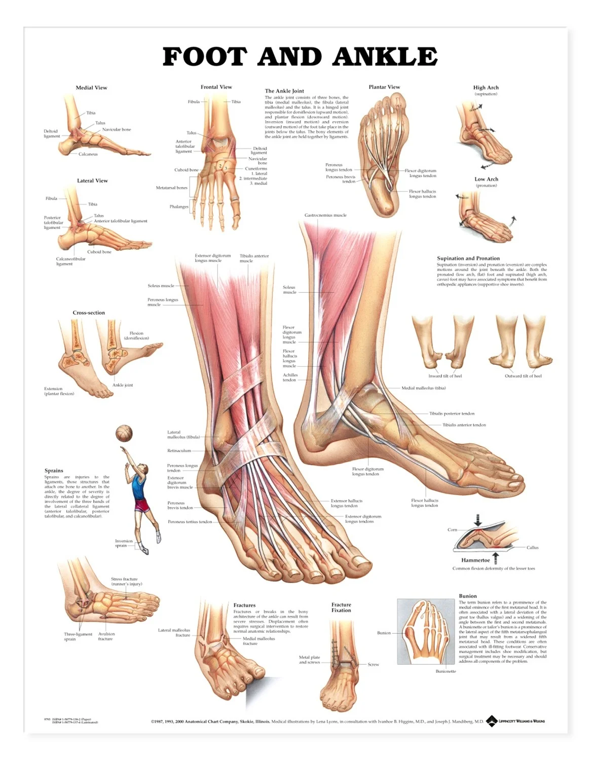 

Foot and Ankle Chart Art Film Print Silk Poster Home Wall Decor 24x36inch