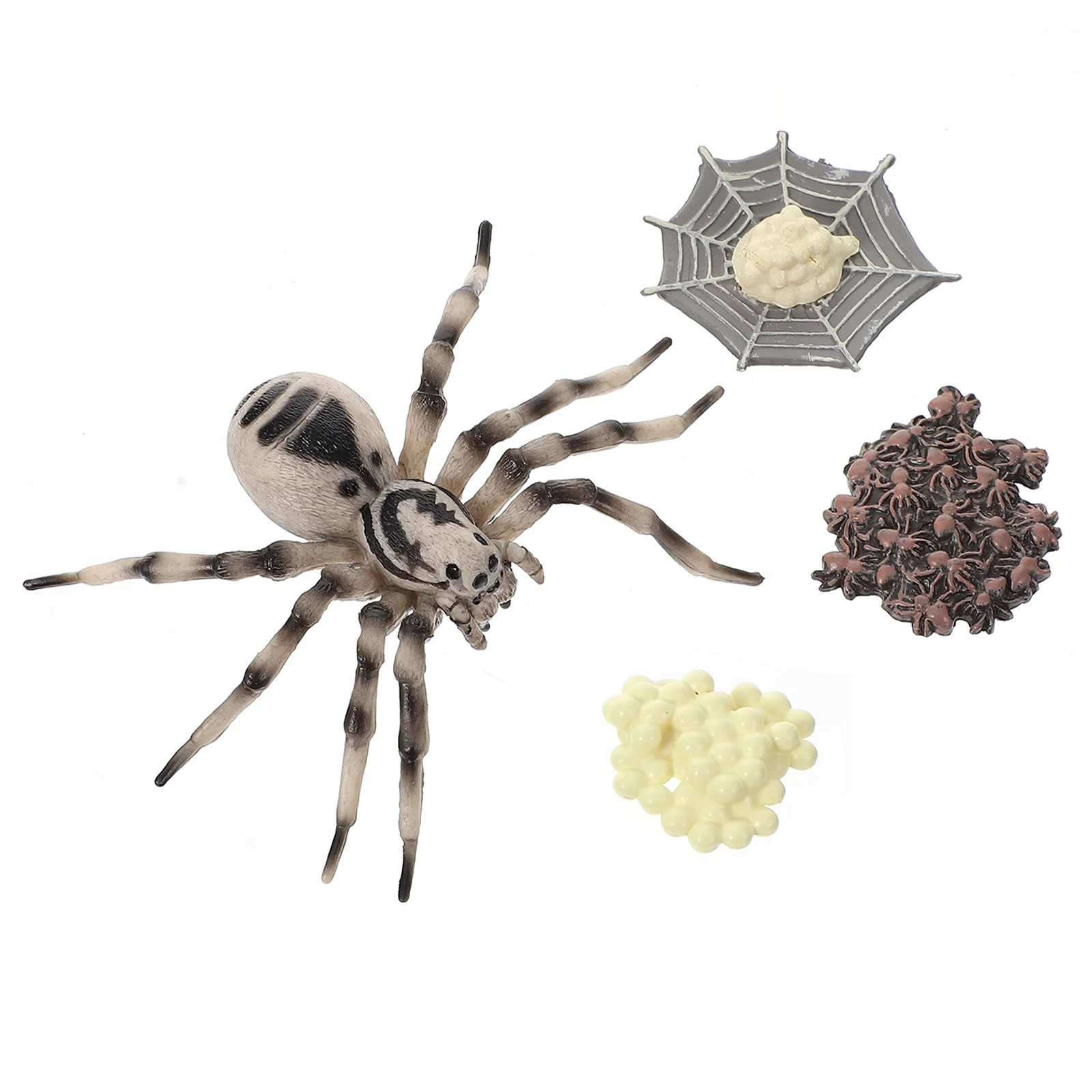 

Toy Cycle Life Tarantula Educational Figurines Party Gift Filler Recognition Insect Preschool Spider Learning Early Model