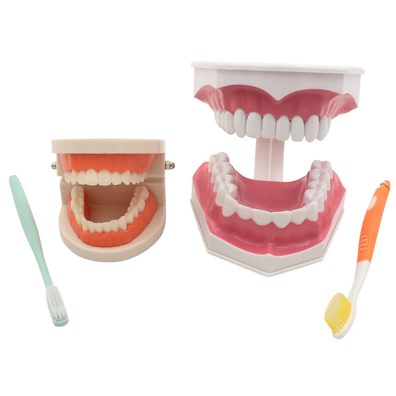 

Teeth model children's early education brushing model twice as large as kindergarten oral teaching model dental model