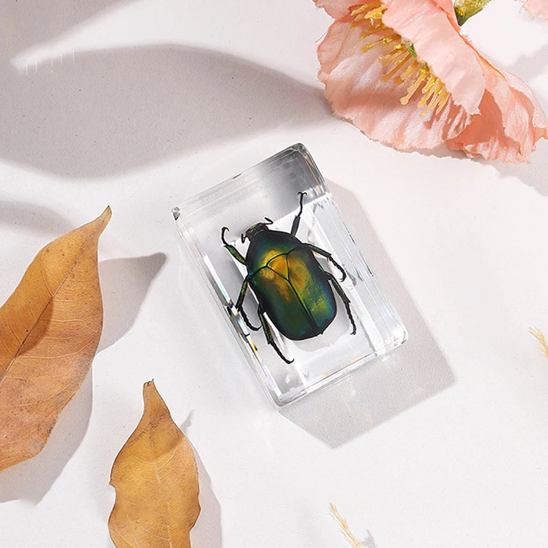 Натуральные образцы насекомых смоляной скарабей украшение для дома фигурка