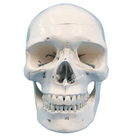 Skeleton 3 80РјРј