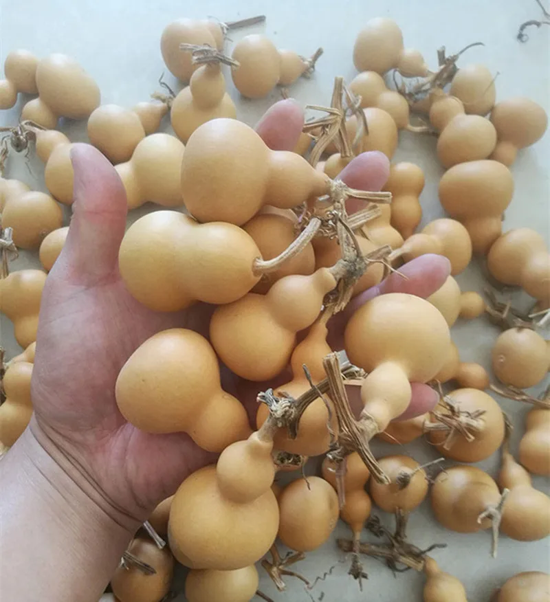 

Natural Dried Gourds Craft Calabash Gourd Fengshui Bagua Hulu /Dried Lagenaria siceraria//Cucurbi