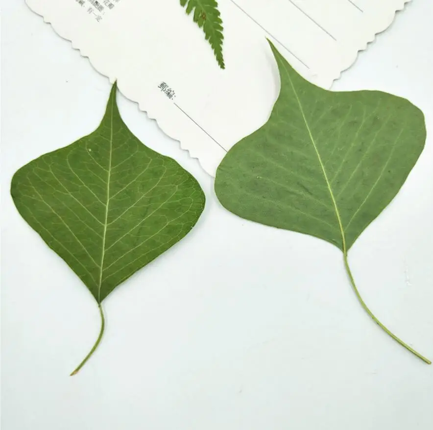 

120 шт. прессованный цветок, китайские тальловые листья, лист, гербарий для изготовления ювелирных изделий, косметика для лица