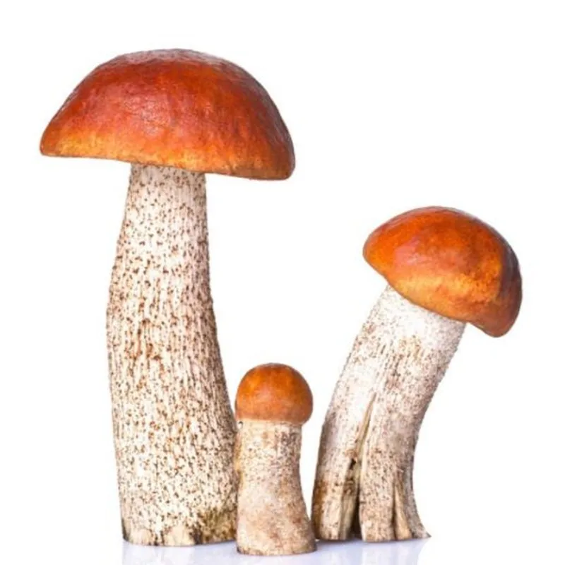 Картинка гриб подосиновик для детей на прозрачном фоне