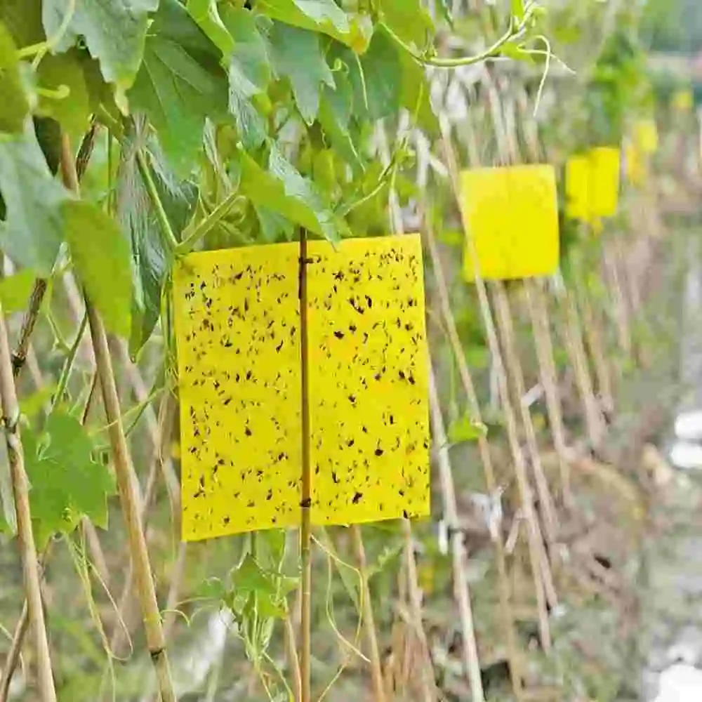 100 шт. желтая двухсторонняя ловушка для летающих насекомых липкая доска садовая