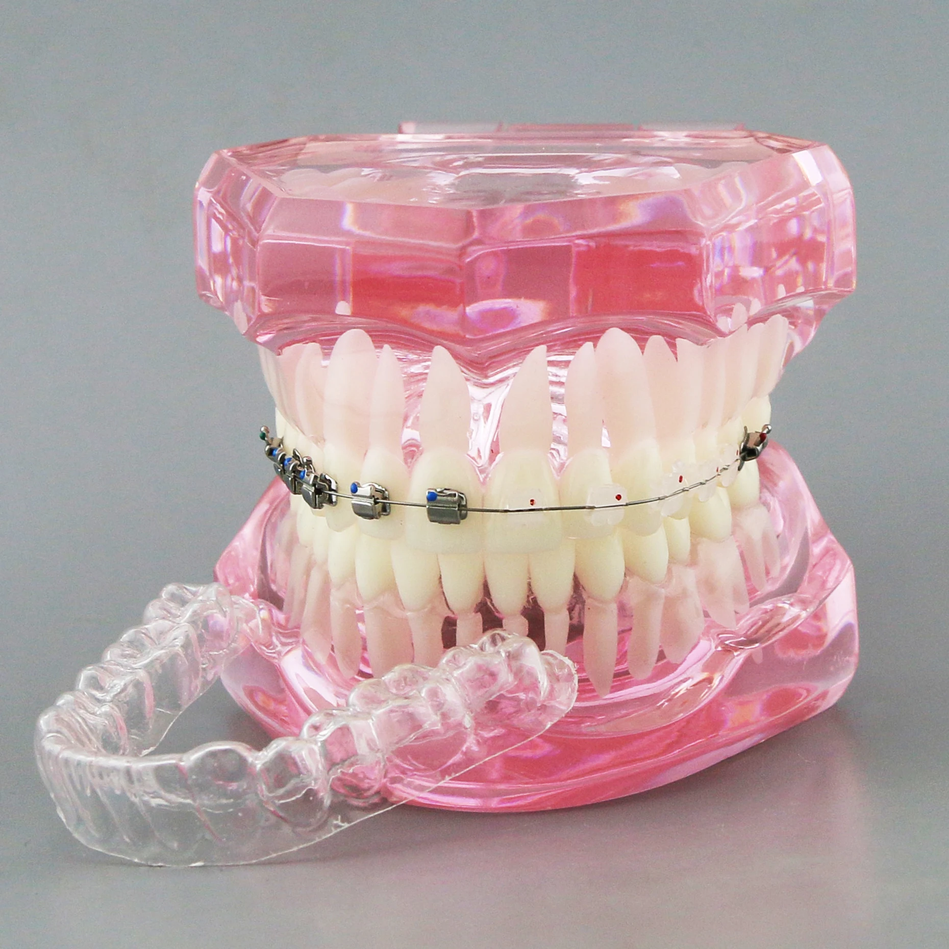 Dental Orthodontic Model with Metal Self-ligating Ceramic Braces Retainer Demonstration Study Teeth Model M3012