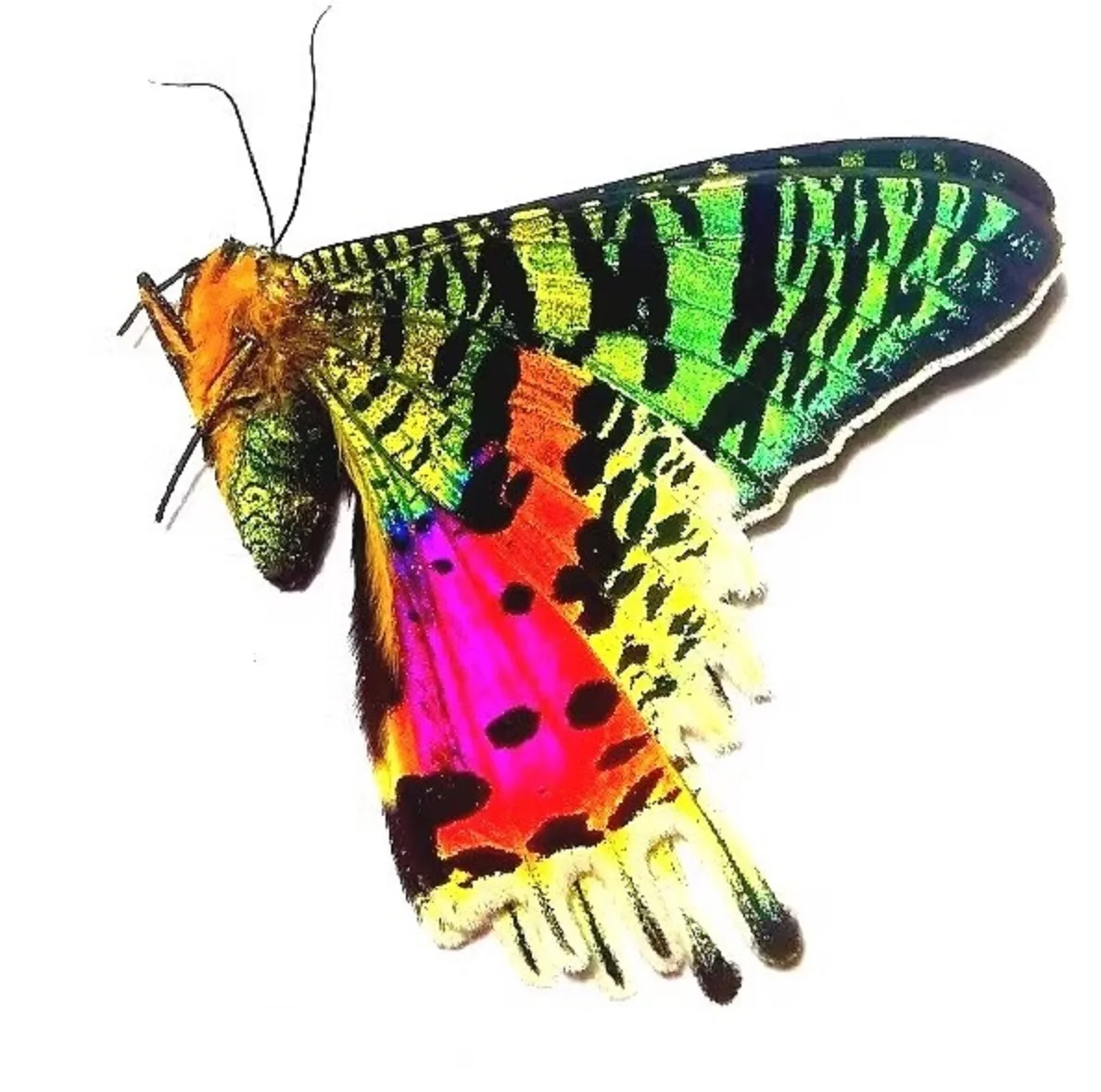 Подарочная коробка с изображением настоящей бабочки поделки ручной работы