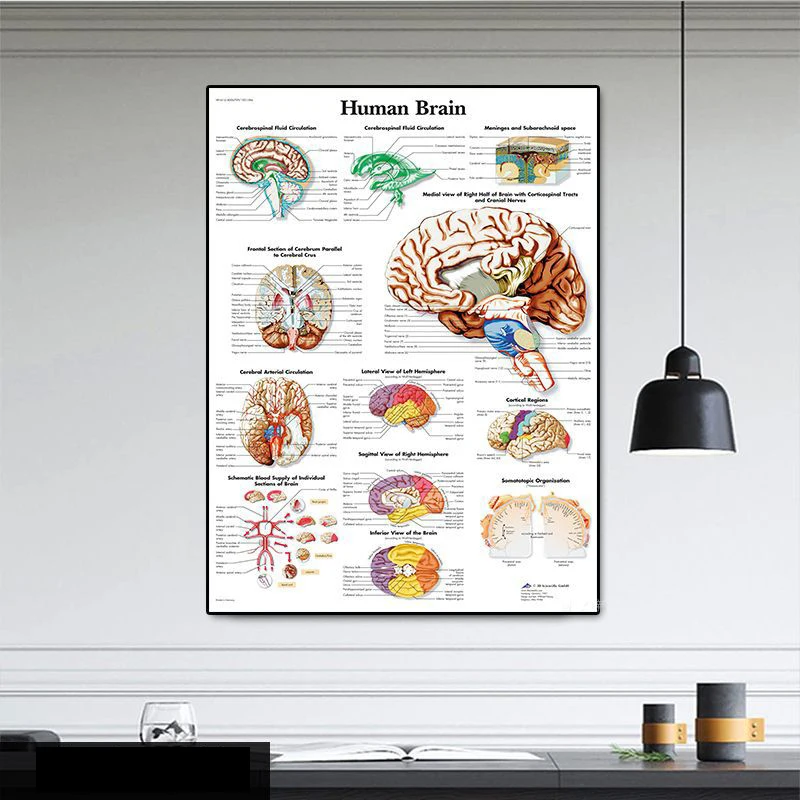 

Human Brain Muscular System Print Poster Human Anatomy Canvas Painting Art Wall Pictures for Medical Education Office Decor
