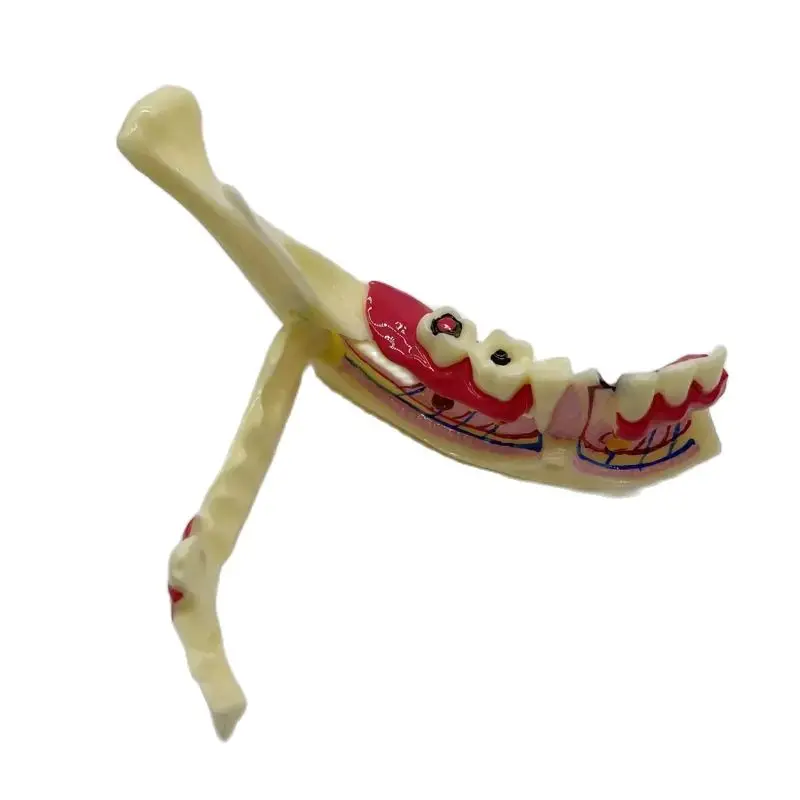 Мстительная стоматологическая обучающая модель структура зубов разложение