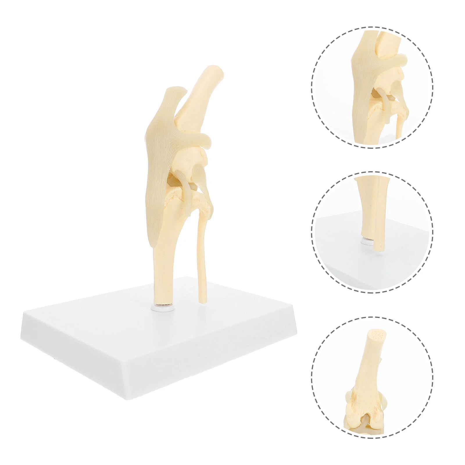 

Life-Size Dog Knee Joint Model Anatomical Knee Joint Mode with Ligament