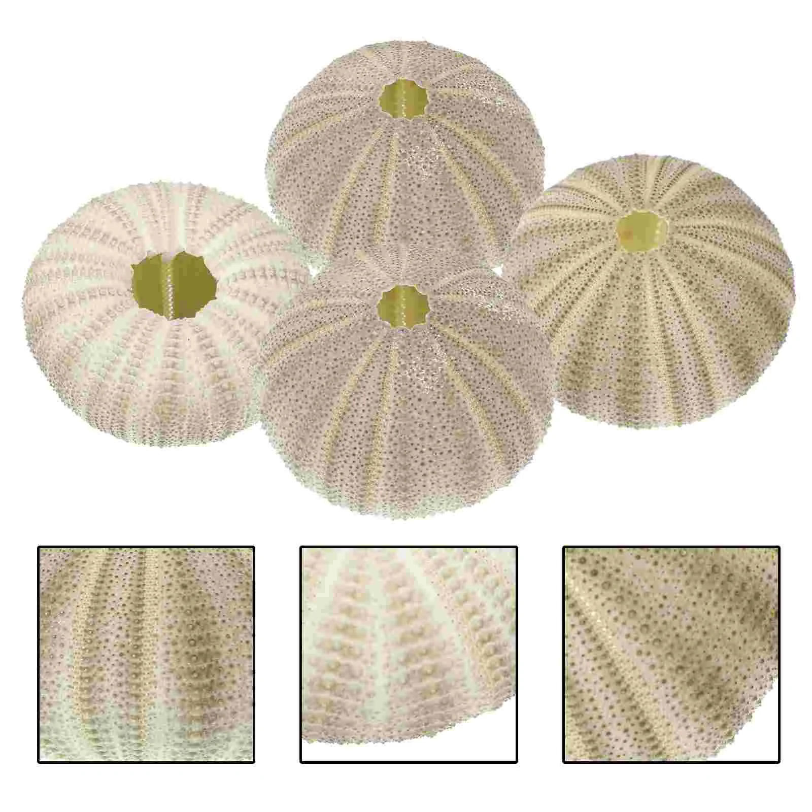 

Sea Urchin Shells Shell Air Pineapple Pot Planter Holder Decor Beach Vase Planting Craft Diy Seashells Crafts Ornaments Ocean