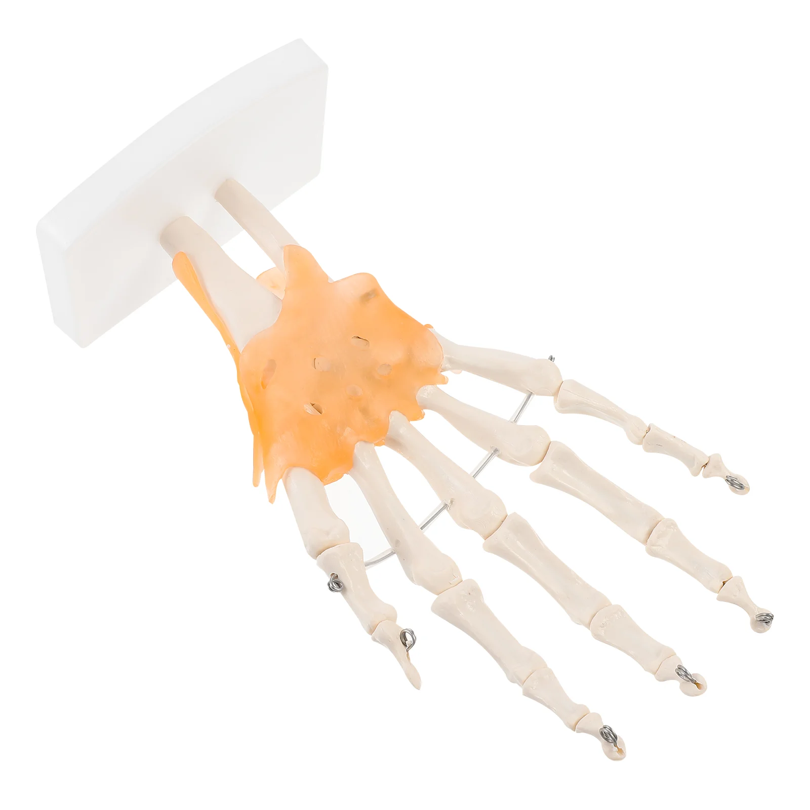 

Manikin Human Hand Joint Model Anatomical Scientific Educational Supplies Articulated Joints Bone Ligaments