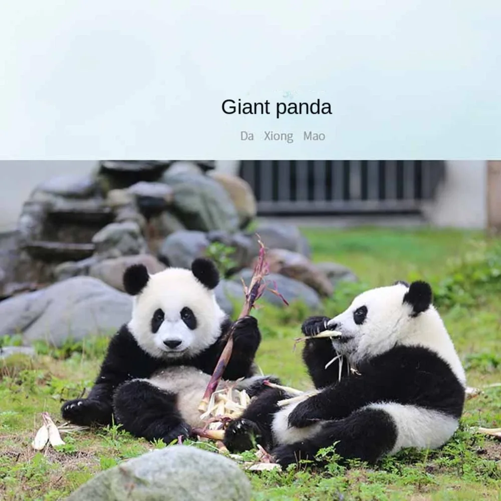 Как использовать pandas