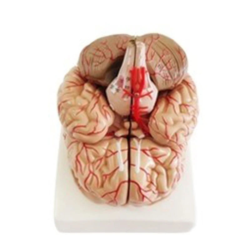 Горячая медицинская головка с магнитной медицинской обучающей 3d-игрушкой для