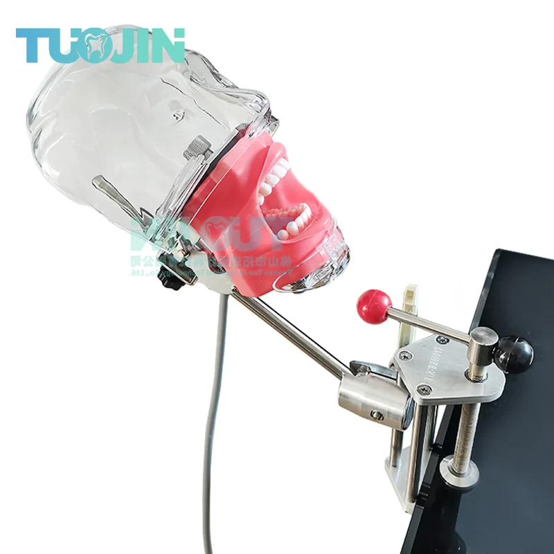 

Стоматологический симулятор, простой манекен Phantom, регулировка на 360 градусов, новый стиль, настольное крепление, модель стоматологической головки, стоматологический обучающий инструмент