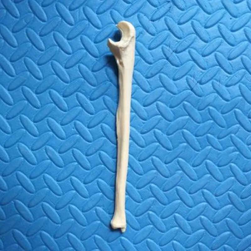 Humerus Femur голени бедра кости ключицы радиус Перона фибула человеческой