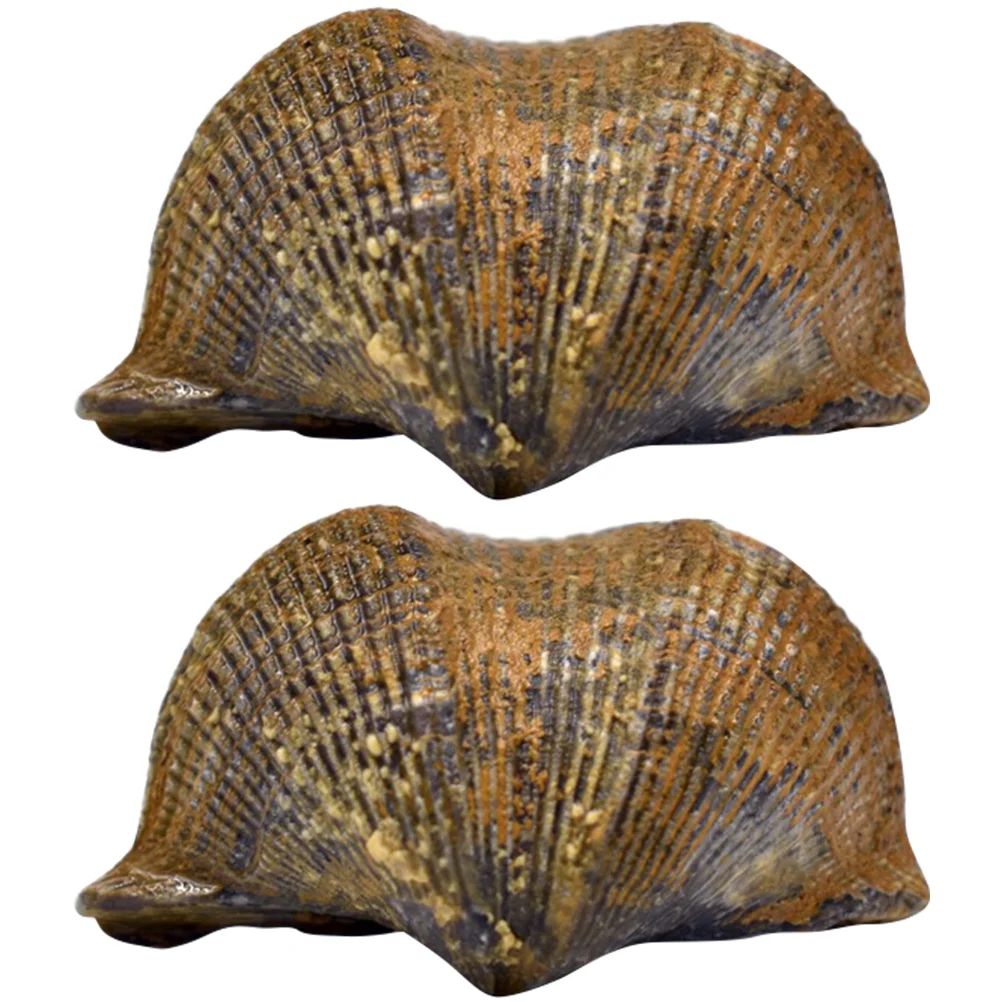 

Fossil Animal Fossils Sample Teaching Specimen Specimens Bone Student Trilobite Ancientrealistic Model Decor Bones Kids Kit