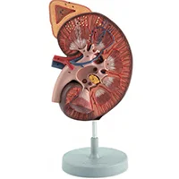 Роскошная стереоскопическая модель увеличения почек и сельской железы