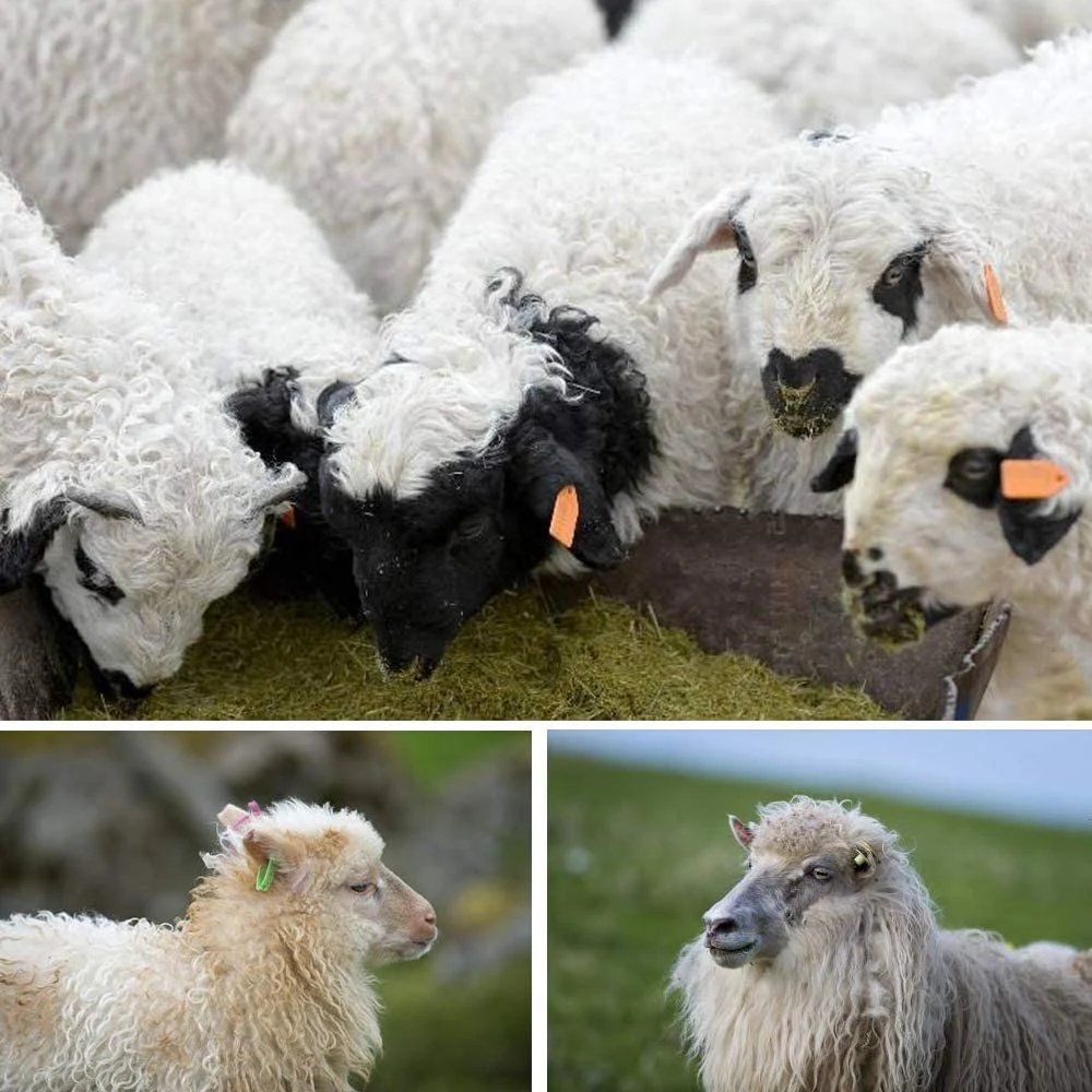 Плоскогубцы для ушных бирок аппликатор маркера овец 001-100 набор идентификации коз