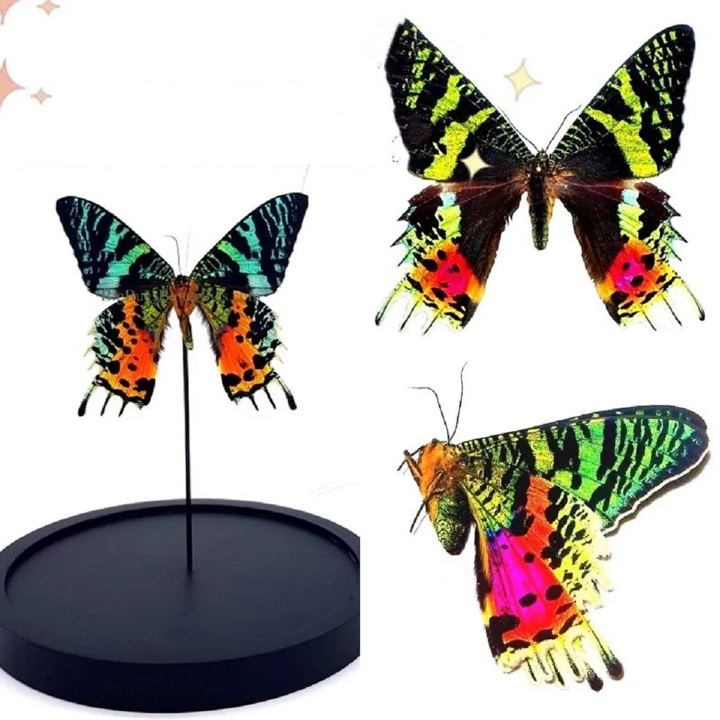 Подарочная коробка с изображением настоящей бабочки поделки ручной работы