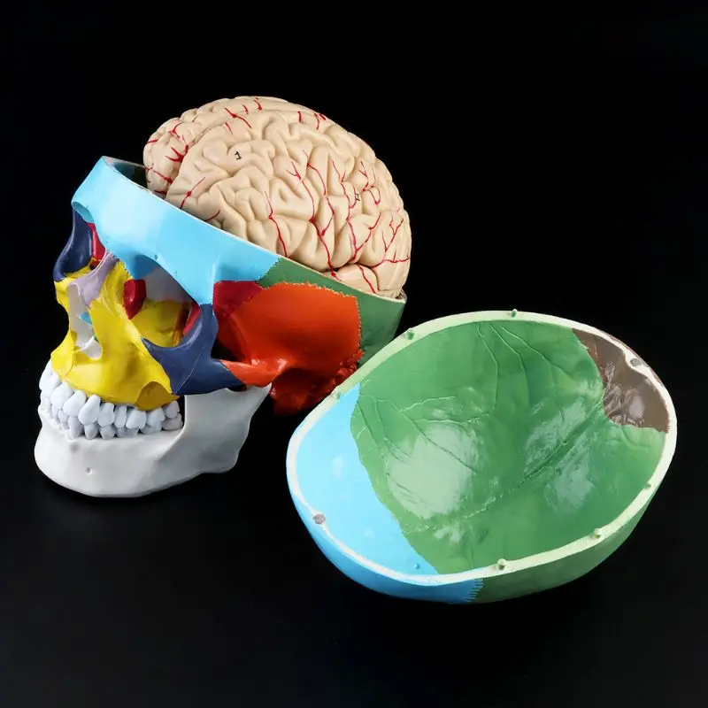 

1:1 Scale Colorful Human Skull Skeleton Adult Head Model with Brain Stem Anatomy Medical Teaching Tool Supply