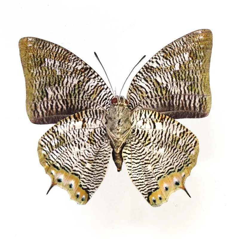 Настоящие образцы бабочек цианея полиграфа популярное научное обучение сделай